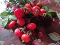 Ripe rosehips on the table to cook into jam 