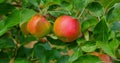 Ripe rosy apples on a branch among the vivid green foliage. Autumn harvest. Ruddy fresh juicy sour eco vegan food on Royalty Free Stock Photo