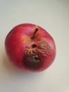 ripe rotten apple on white background, natural organic fruit