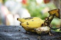 Ripe, rotten banana. One yellow comb. put on black table There is a blurred gray background.