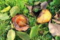 Ripe and rotten pears with half eaten middle surrounded with fresh green and dried brown leaves fallen in grass from nearby pear