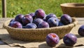 Ripe round blue plums in a wicker basket on burlap on wooden table, against blurred background of summer or autumn garden. Royalty Free Stock Photo