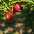 Ripe round plums on tree branch Royalty Free Stock Photo
