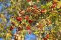 Ripe rowan berries on a branch with yellowed and dry leaves on a green blurred background Royalty Free Stock Photo