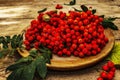 Ripe rowan berries and cherry plum fruits on round plate Royalty Free Stock Photo