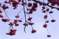 Rowan berries on the sky background. nature, seasons.