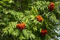 Ripe rowan berries on the tree. Autumn harvest of vitamins. Close-up Royalty Free Stock Photo