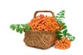 Ripe rowan berries in a wicker basket on a white background Royalty Free Stock Photo