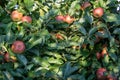 Ripe Royal Gala apples on an apple tree at Serbia apple orchard before picking season Royalty Free Stock Photo