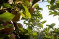 Ripe Royal Gala apples on an apple tree at Serbia apple orchard before picking season Royalty Free Stock Photo