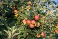 Ripe Royal Gala apples on an apple tree at Serbia apple orchard before picking season Royalty Free Stock Photo