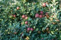 Ripe Royal Gala apples on an apple tree at Serbia apple orchard before picking season Royalty Free Stock Photo