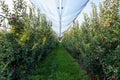 Ripe royal Gala apples on a apple tree at Serbia apple orchard before picking season Royalty Free Stock Photo