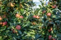 Ripe Royal Gala apples on an apple tree at Serbia apple orchard before picking season Royalty Free Stock Photo