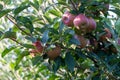 Ripe Royal Gala apples on an apple tree at Serbia apple orchard before picking season Royalty Free Stock Photo