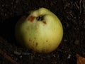 Single Fallen Apple on Dark Ground Royalty Free Stock Photo