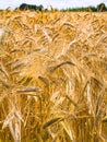 ripe rye ears on field in in Brittany