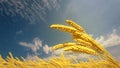 ripe rye spikelets on field at fine summer day , design nature 3D illustration