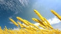 ripe rye spikelets on field at fine summer day - design nature 3D illustration