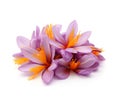 Ripe saffron flowers