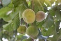 Ripe Santol or Sentul fruit Sandoricum koetjape on tree on blur nature background.