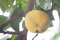 Ripe Santol or Sentul fruit Sandoricum koetjape on tree.