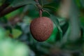 Ripe sapodilla fruit is ready to be picked from the tree. Looks delicious.