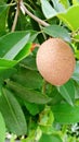 Ripe sapodilla fruit on the tree is very fresh and delicious