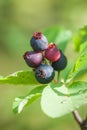 Ripe Saskatoon Berries - Amelanchier alnifolia