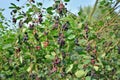 Ripe Saskatoon berries on a branch on blue sky background at Sun