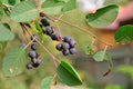 Ripe Saskatoon berries on the branch in Sunny day