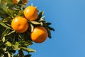 Ripe satsumas on tree against blue sky Royalty Free Stock Photo