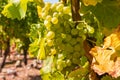 Ripe Sauvignon Blanc grapes hanging on grapevine in vineyard at harvest time Royalty Free Stock Photo