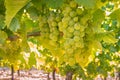 Ripe Sauvignon Blanc grapes hanging on vine in vineyard at harvest time Royalty Free Stock Photo