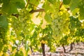 Ripe Sauvignon Blanc grapes hanging on vine in vineyard at harvest time Royalty Free Stock Photo