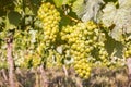 Ripe Sauvignon Blanc grapes on vine in vineyard Royalty Free Stock Photo