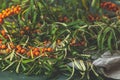 Pipe sea buckthorn berries on a branch with leaves on sackcloth rag over dark green concrete background Royalty Free Stock Photo