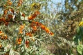 Ripe sea buckthorn berries on branches