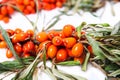 Ripe sea-buckthorn berries on branches with leaves