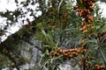 Ripe sea buckthorn berries Hippophae rhamnoides