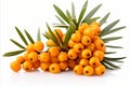 Ripe sea buckthorn berries on white background, deep depth of field appetizing food photo isolated Royalty Free Stock Photo