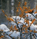 ripe sea buckthorn berry under fresh snow in mountains