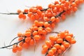 Ripe sea-buckthorn branch Royalty Free Stock Photo