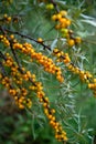 Ripe sea buckthorn on the branches with thin green leaves