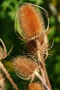 Seed heads of a teasel plant