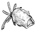 Ripe Seed Vessel of Mignonette vintage illustration