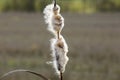 Ripe Seedhead of Typha Latifolia, Common Cattail Royalty Free Stock Photo