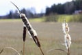 Ripe Seedheads of Typha Latifolia Royalty Free Stock Photo