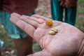 Ripe seeds of coffee beans are seen in hands of a person holding them on display. Geisha or Caturra coffe seeds on display, outer Royalty Free Stock Photo