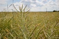 Ripe seeds of rape. Field of green ripeness oilseed on a cloudy blue sky in summer time (Brassica napus) Royalty Free Stock Photo